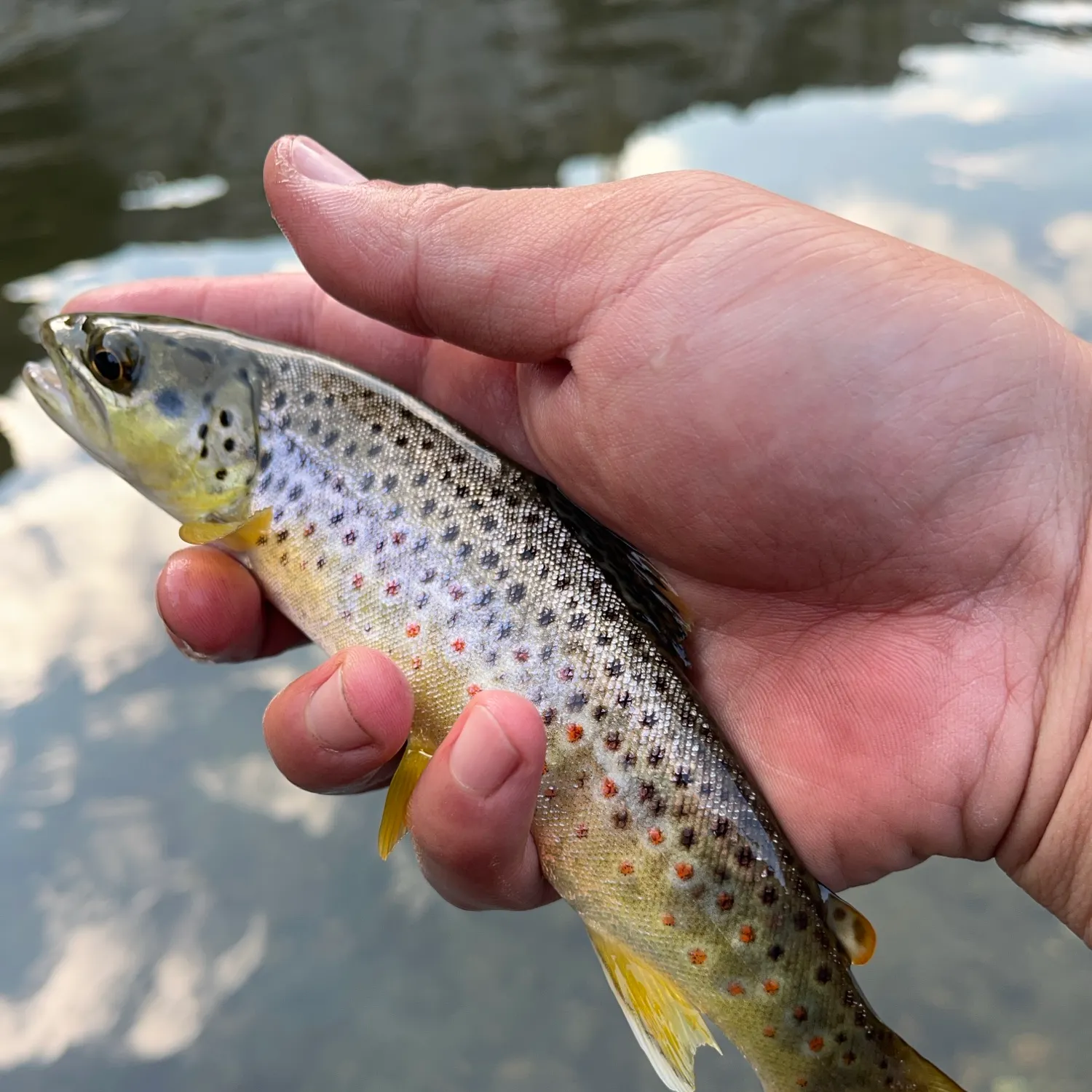 Brown trout caught on Fishbrain