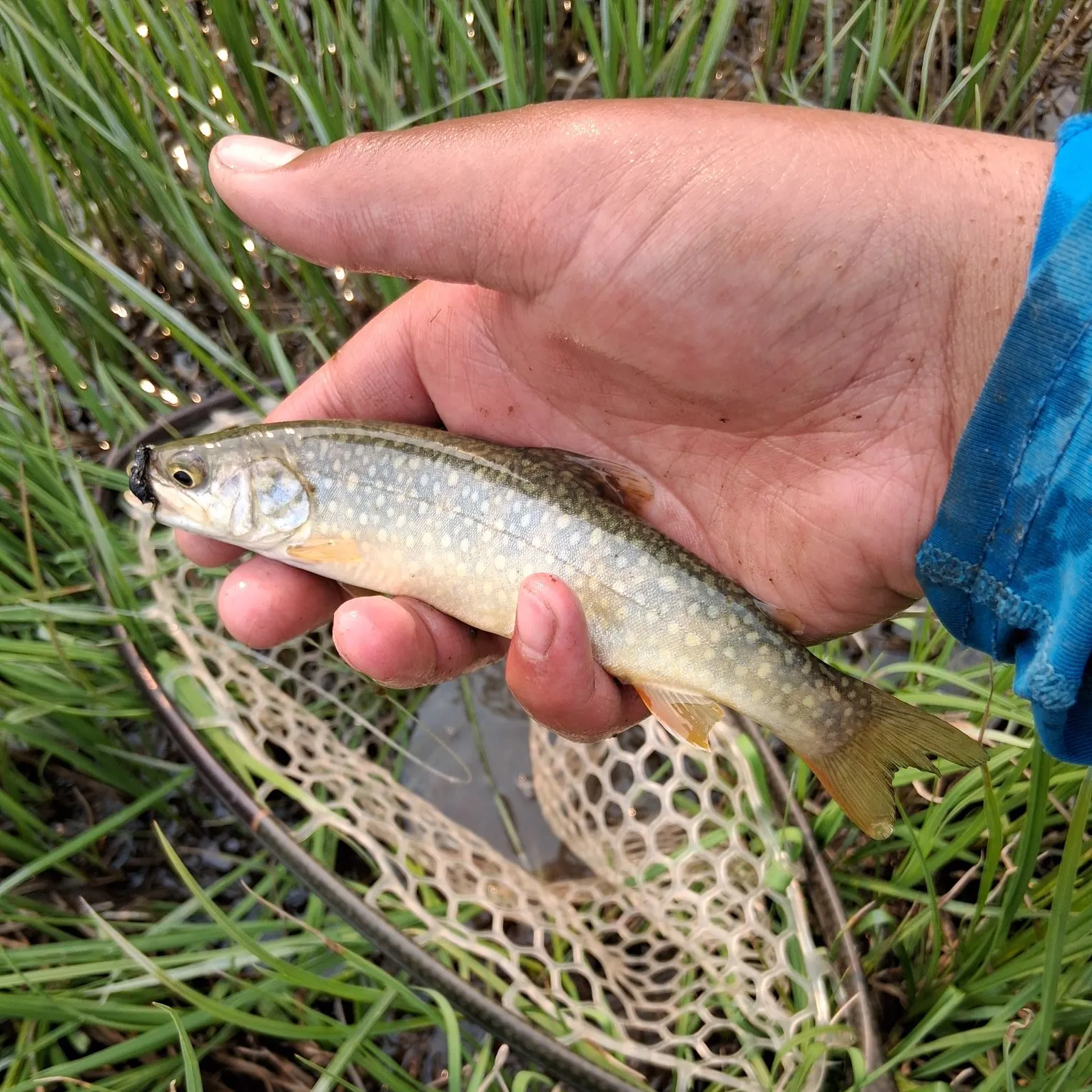 The most recent Splake catches on Fishbrain