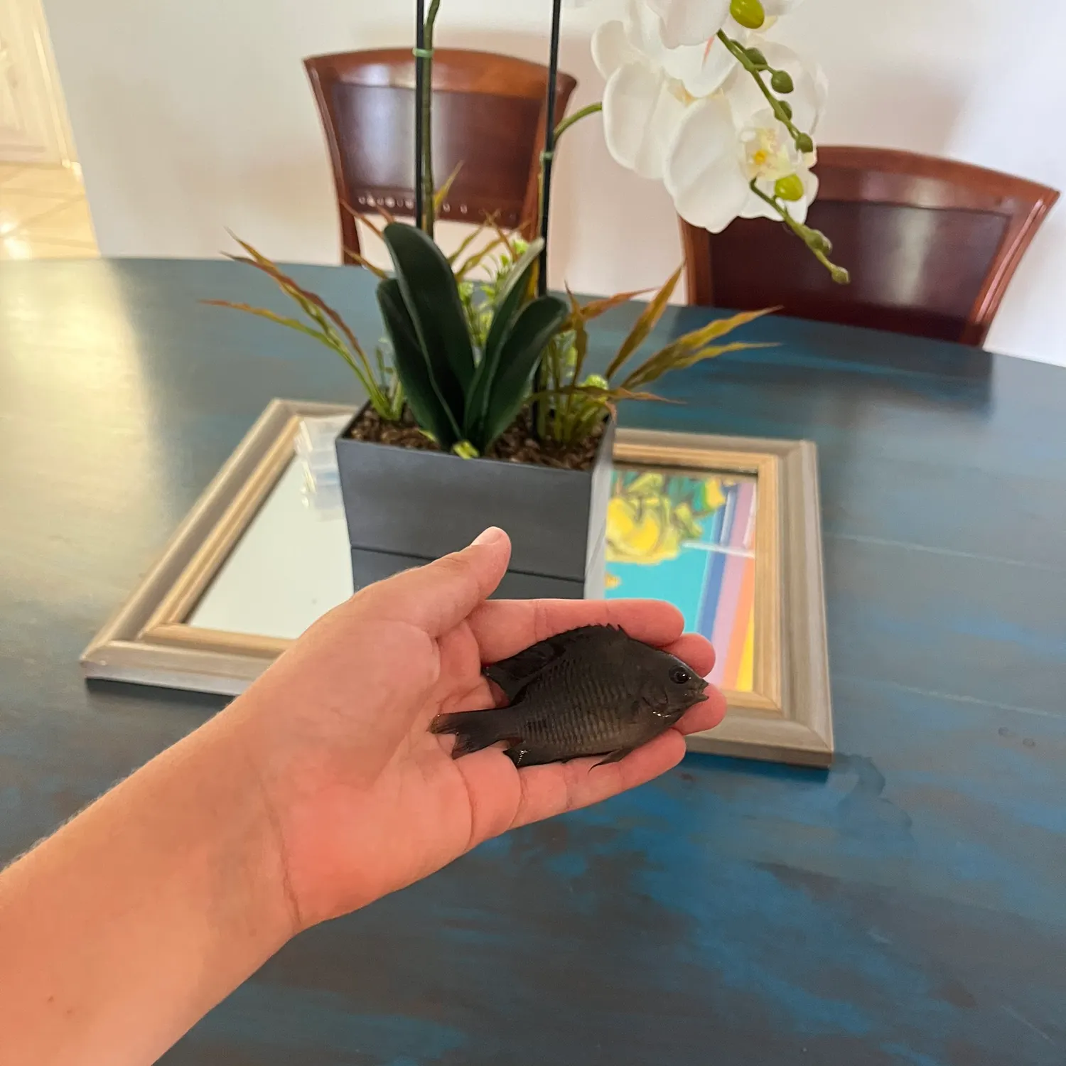 The most recent Dusky damselfish catches on Fishbrain