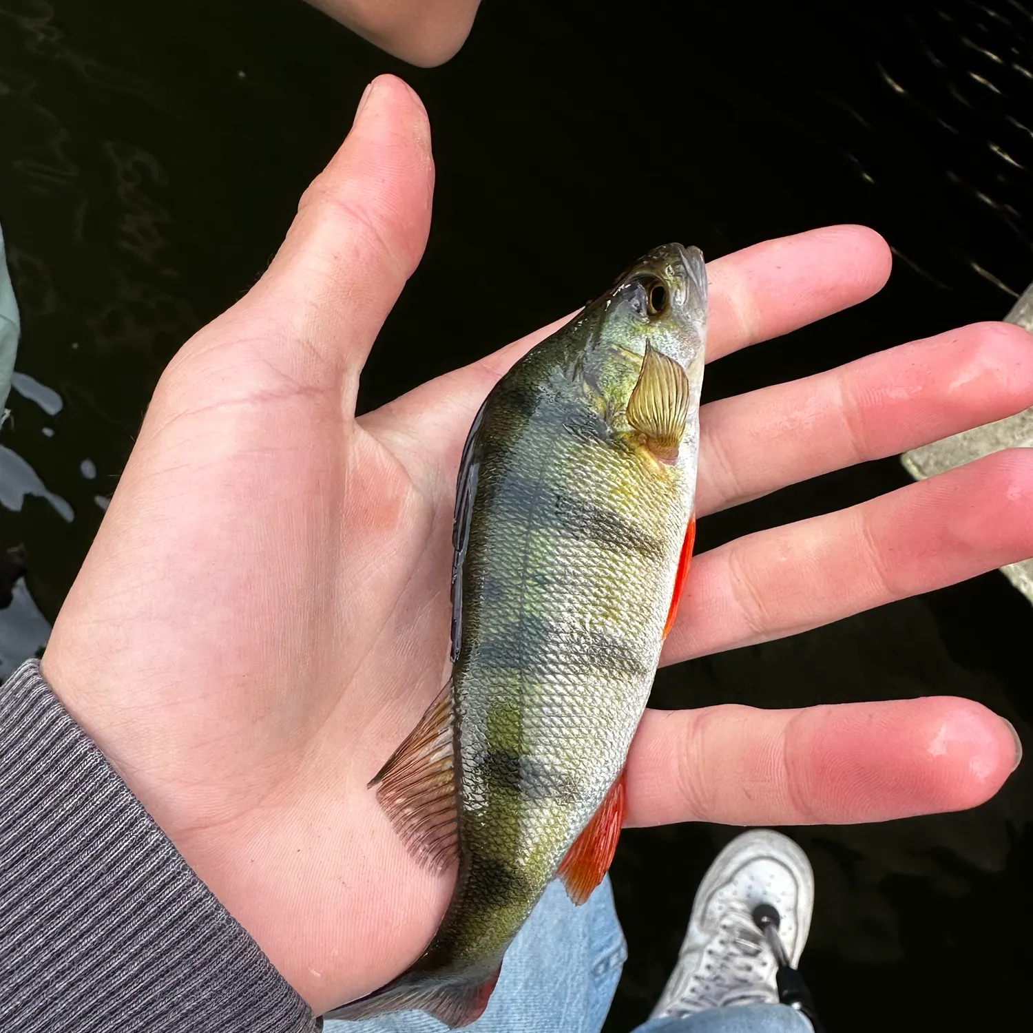 European perch caught on Fishbrain