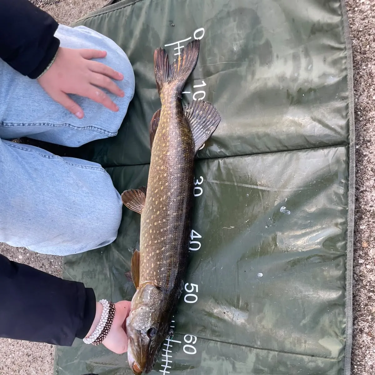 Northern pike caught on Fishbrain