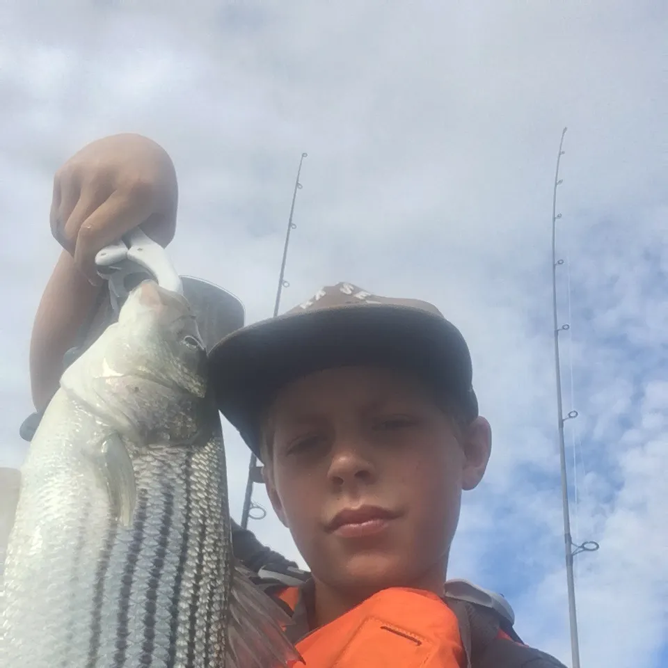 Striped bass caught on Fishbrain