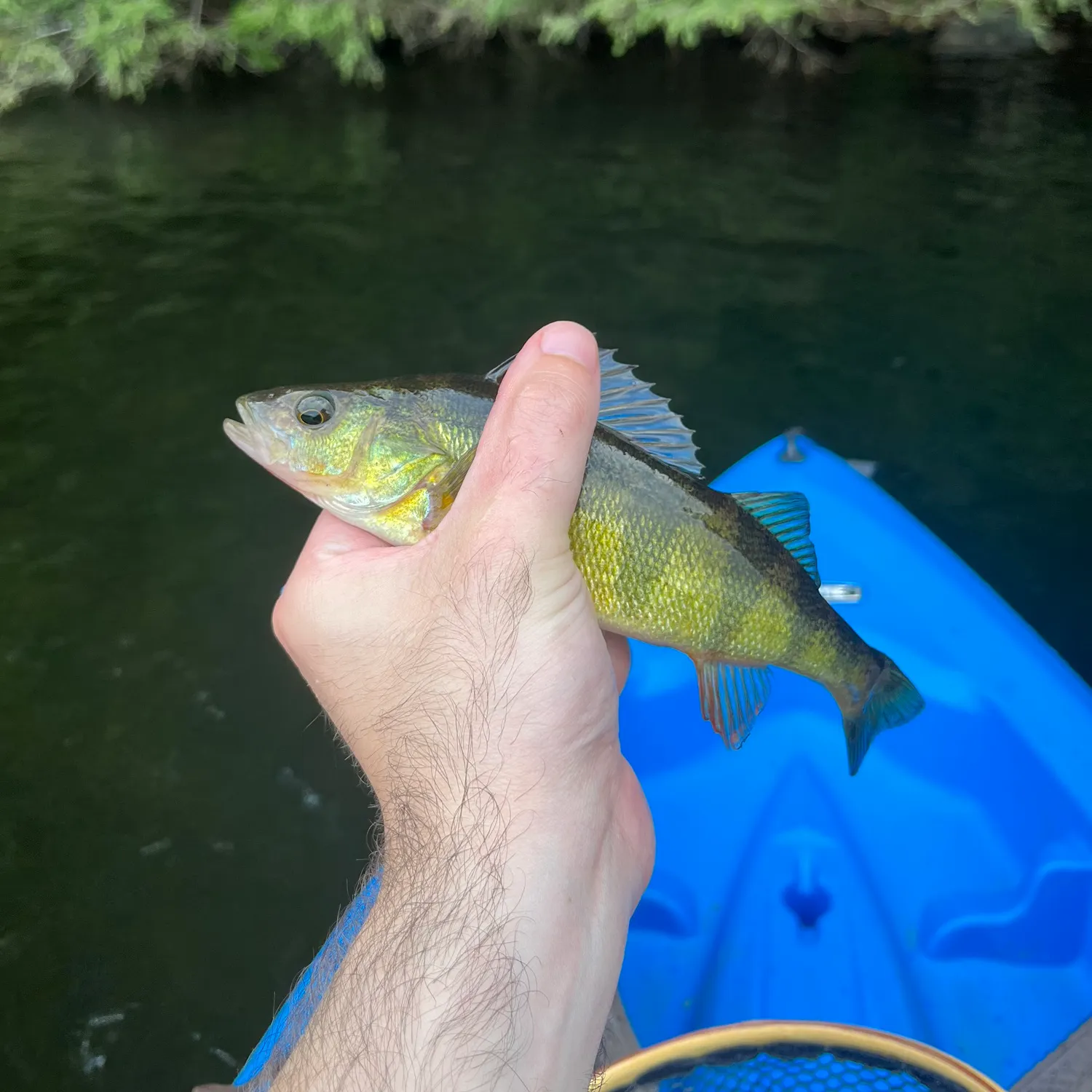 Yellow perch caught on Fishbrain