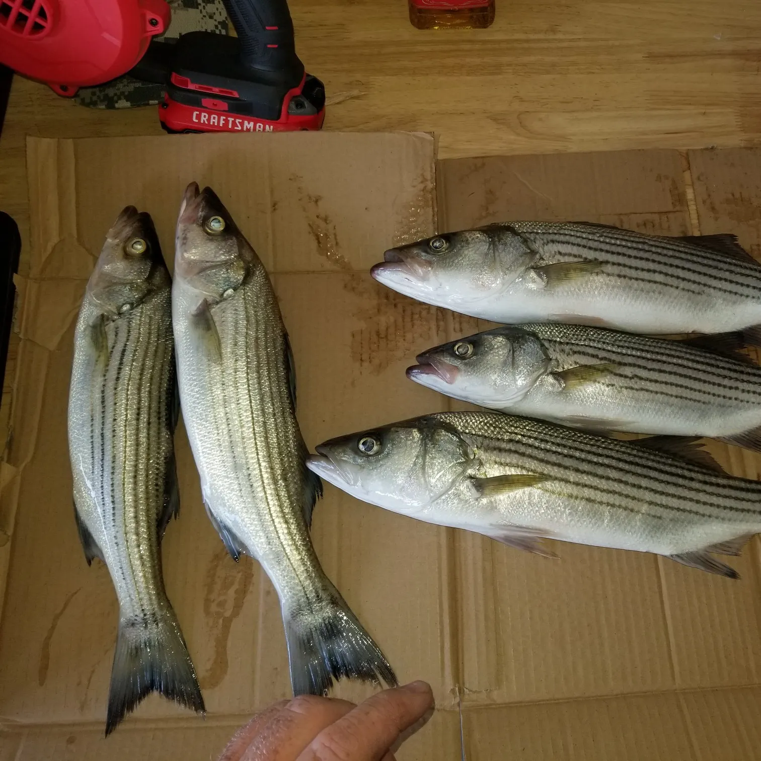 recently logged catches