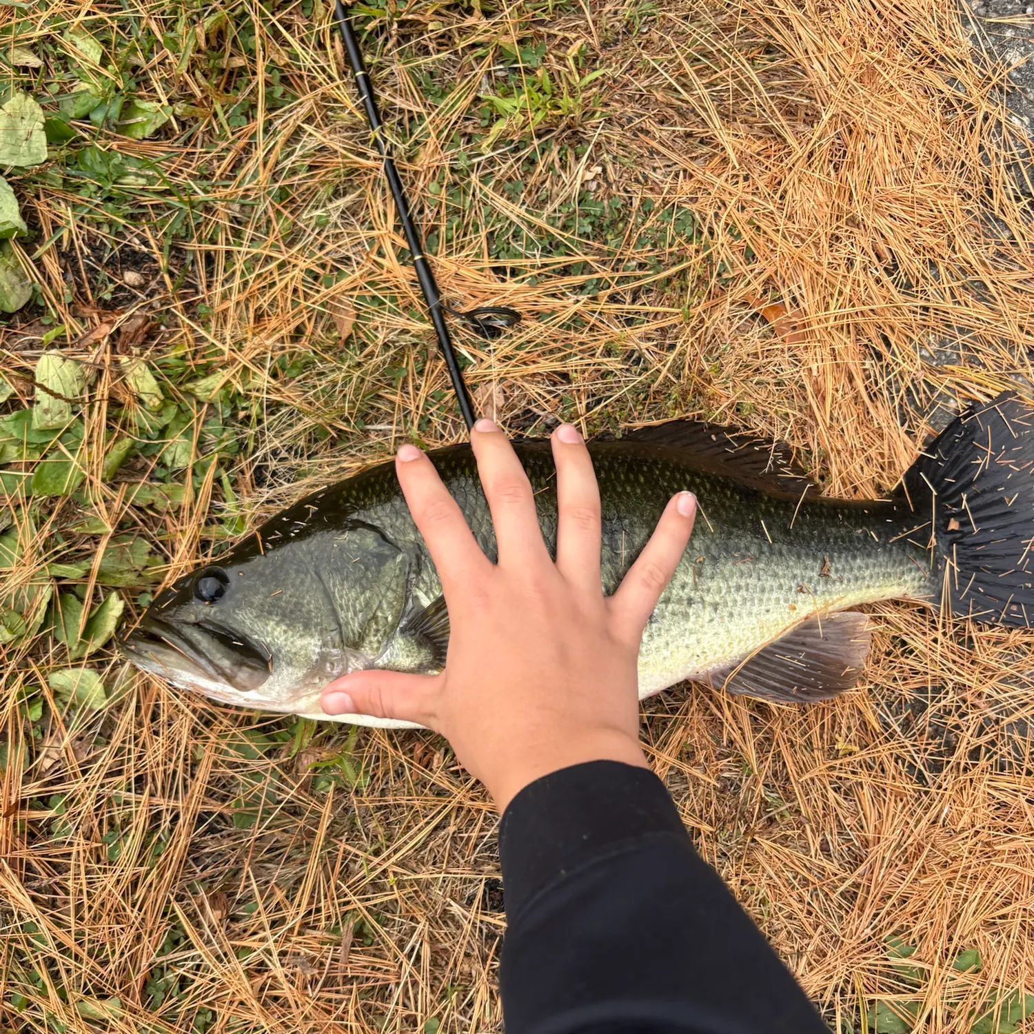 Largemouth bass caught on Fishbrain