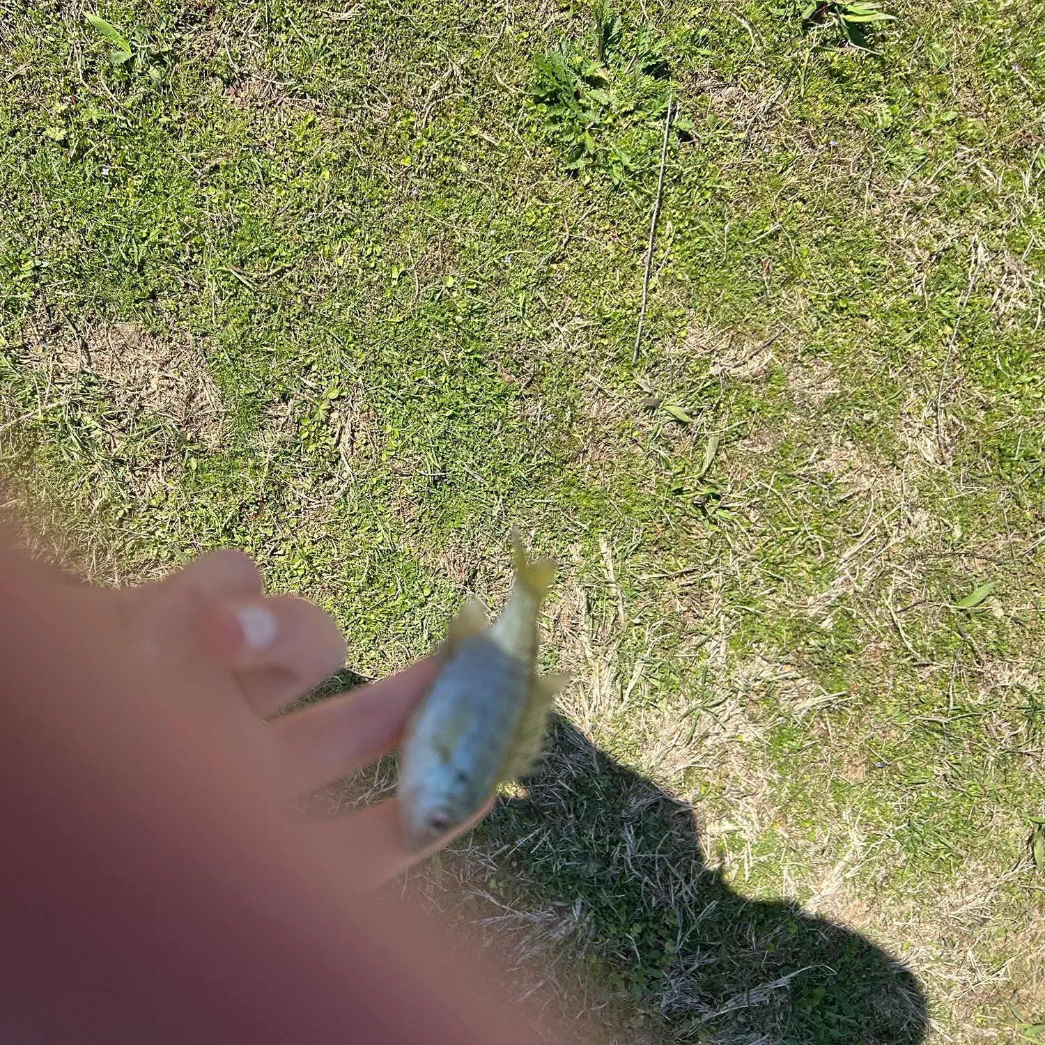 The most recent Atlantic goliath grouper catches on Fishbrain