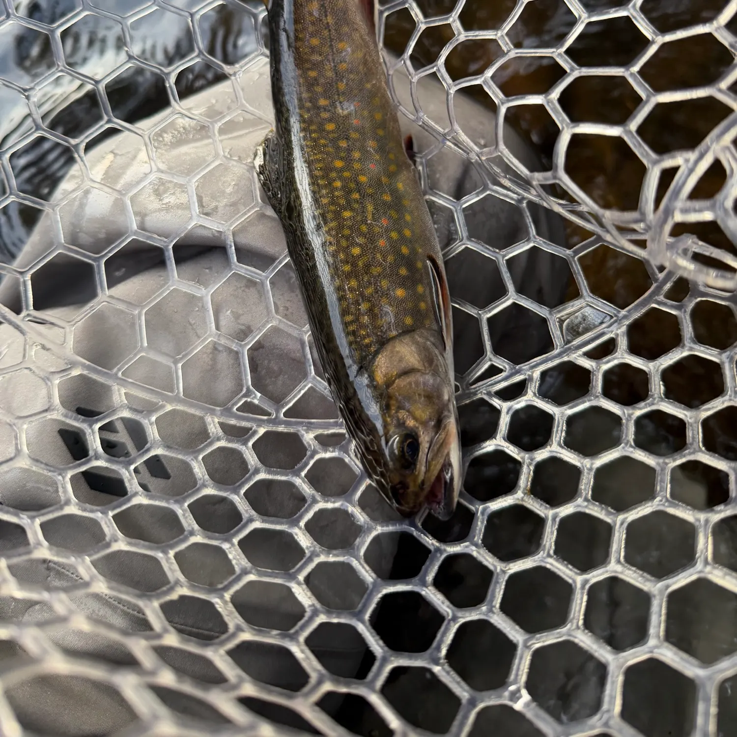 Brook trout caught on Fishbrain