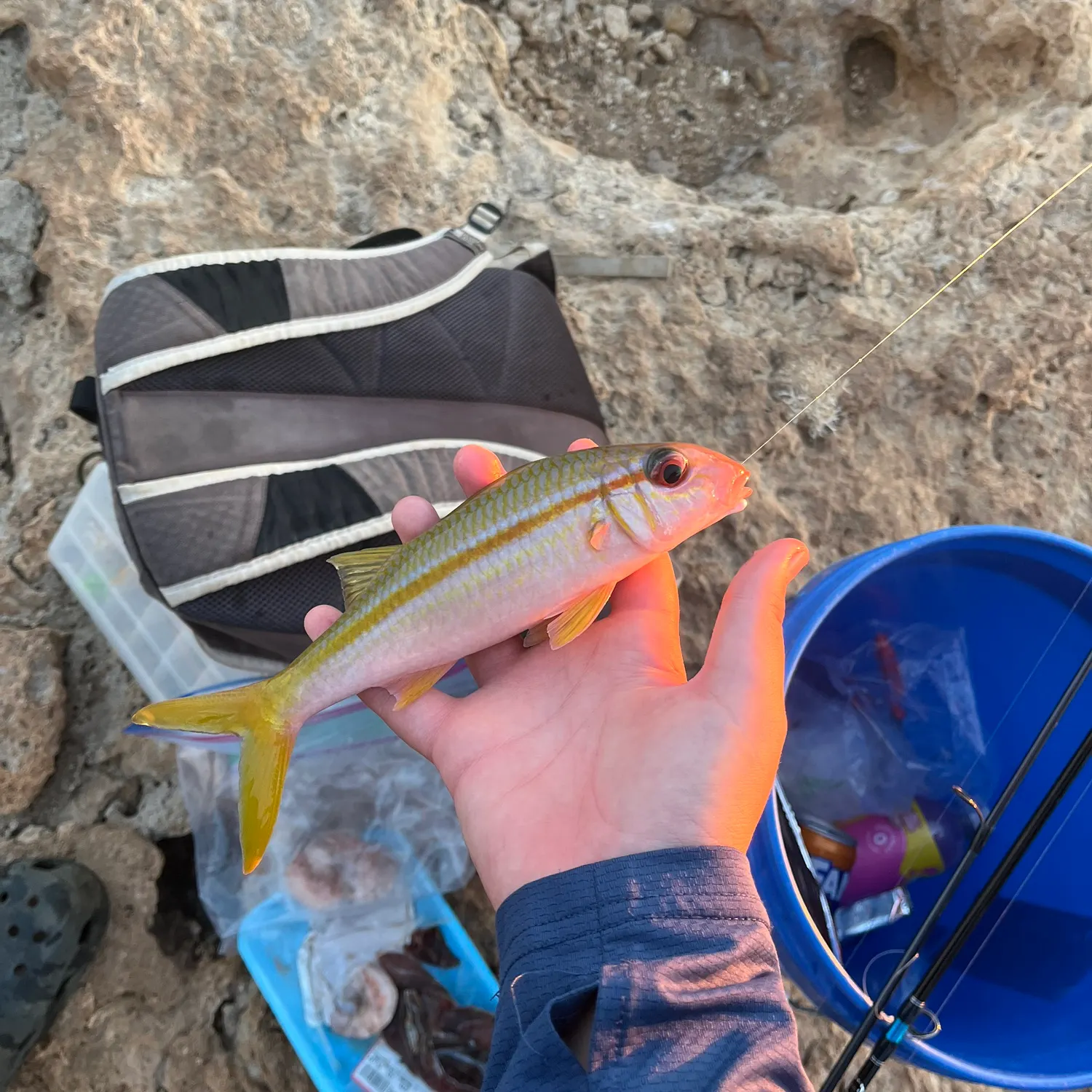 The most recent Yellowstripe goatfish catches on Fishbrain