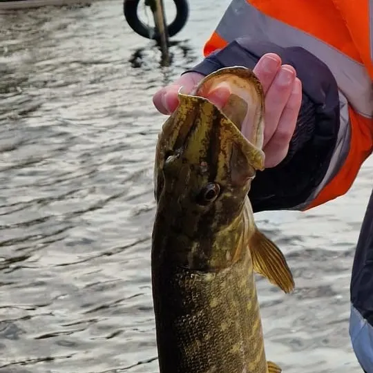 angler catch