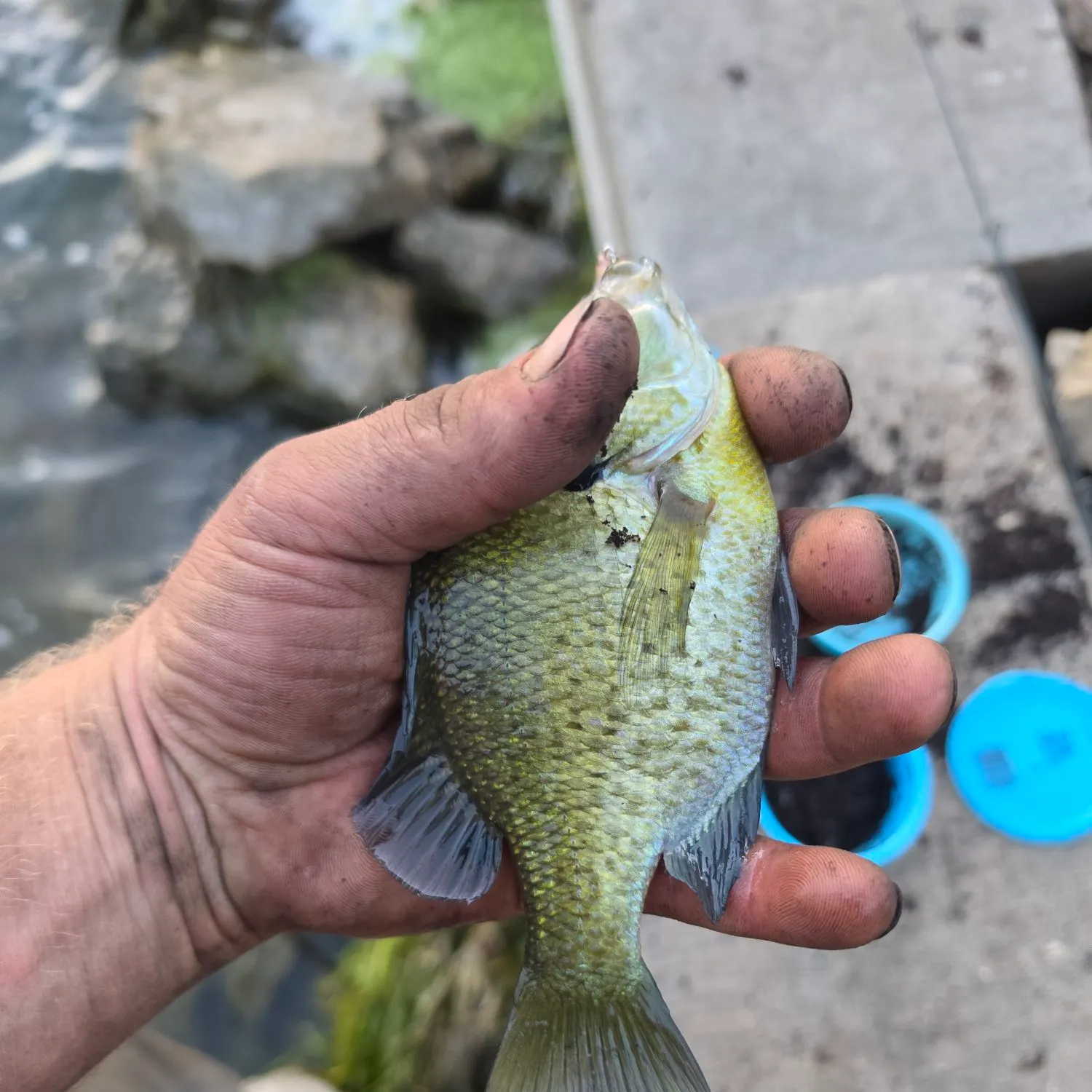 Bluegill caught on Fishbrain