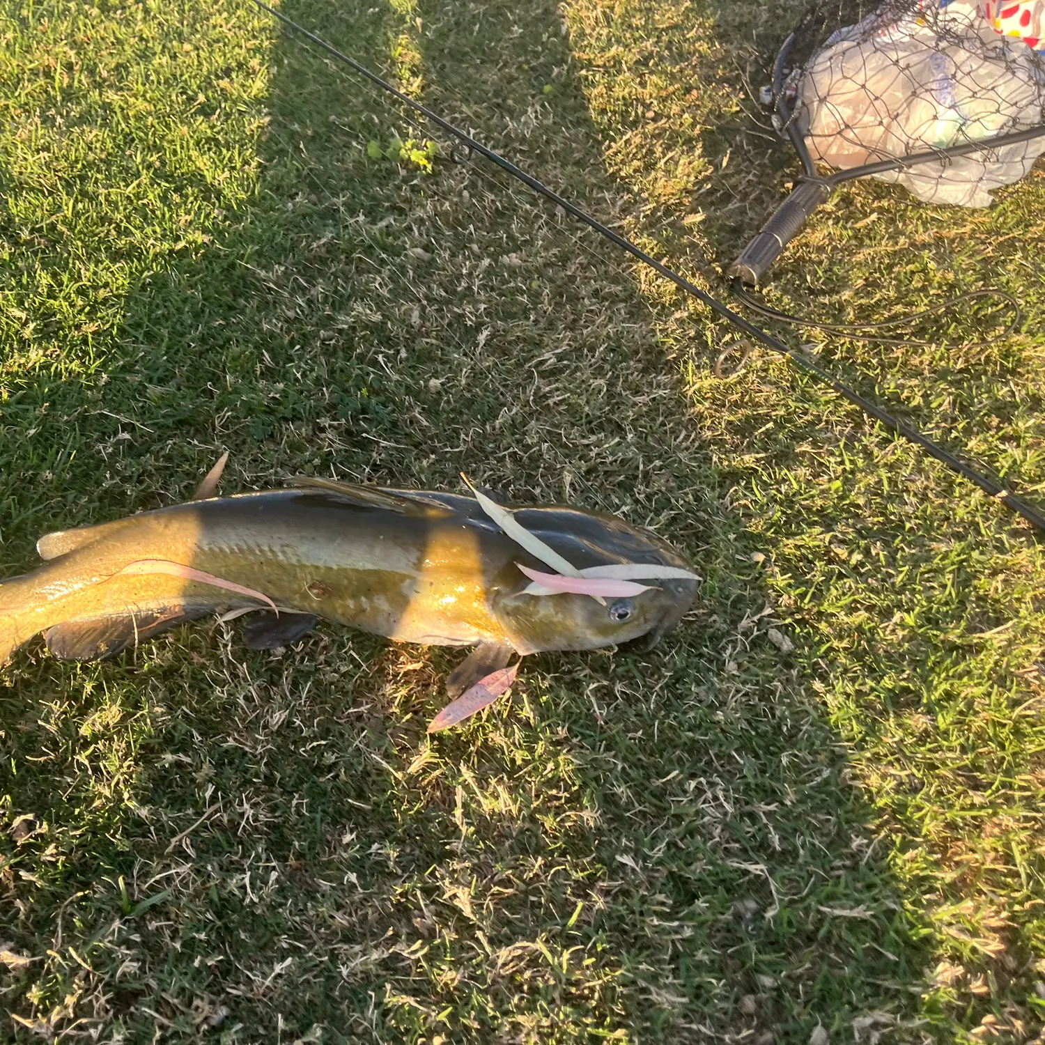 The most recent Yellow bullhead catches on Fishbrain