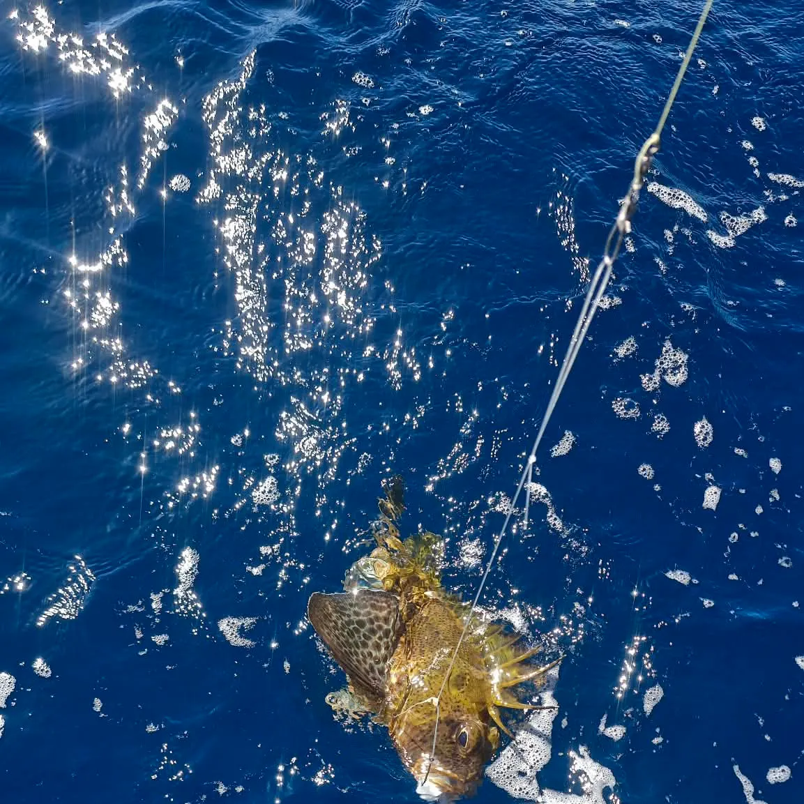 The most recent Western scorpionfish catches on Fishbrain