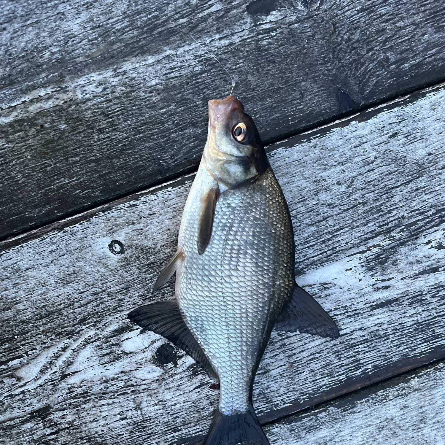 Common bream caught on Fishbrain