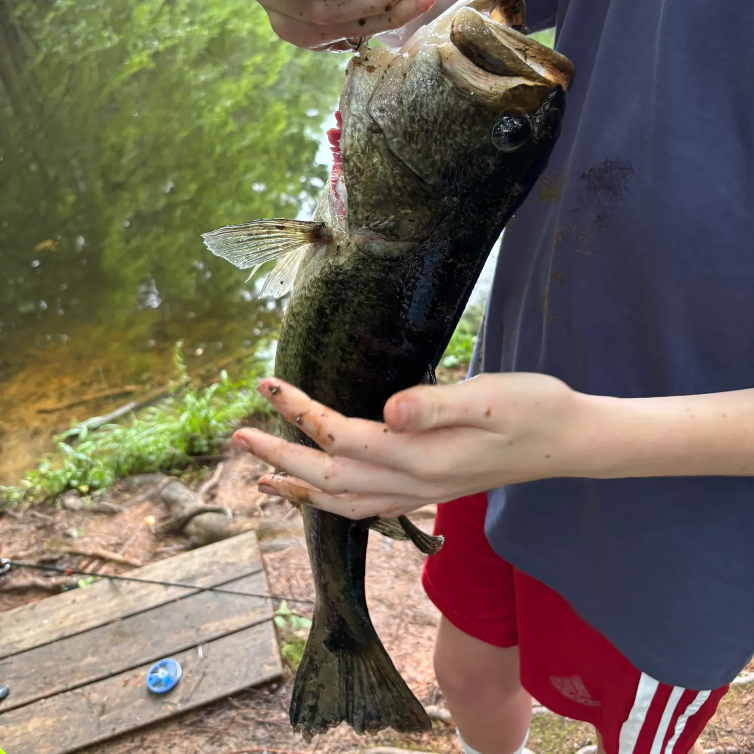 Largemouth bass caught on Fishbrain