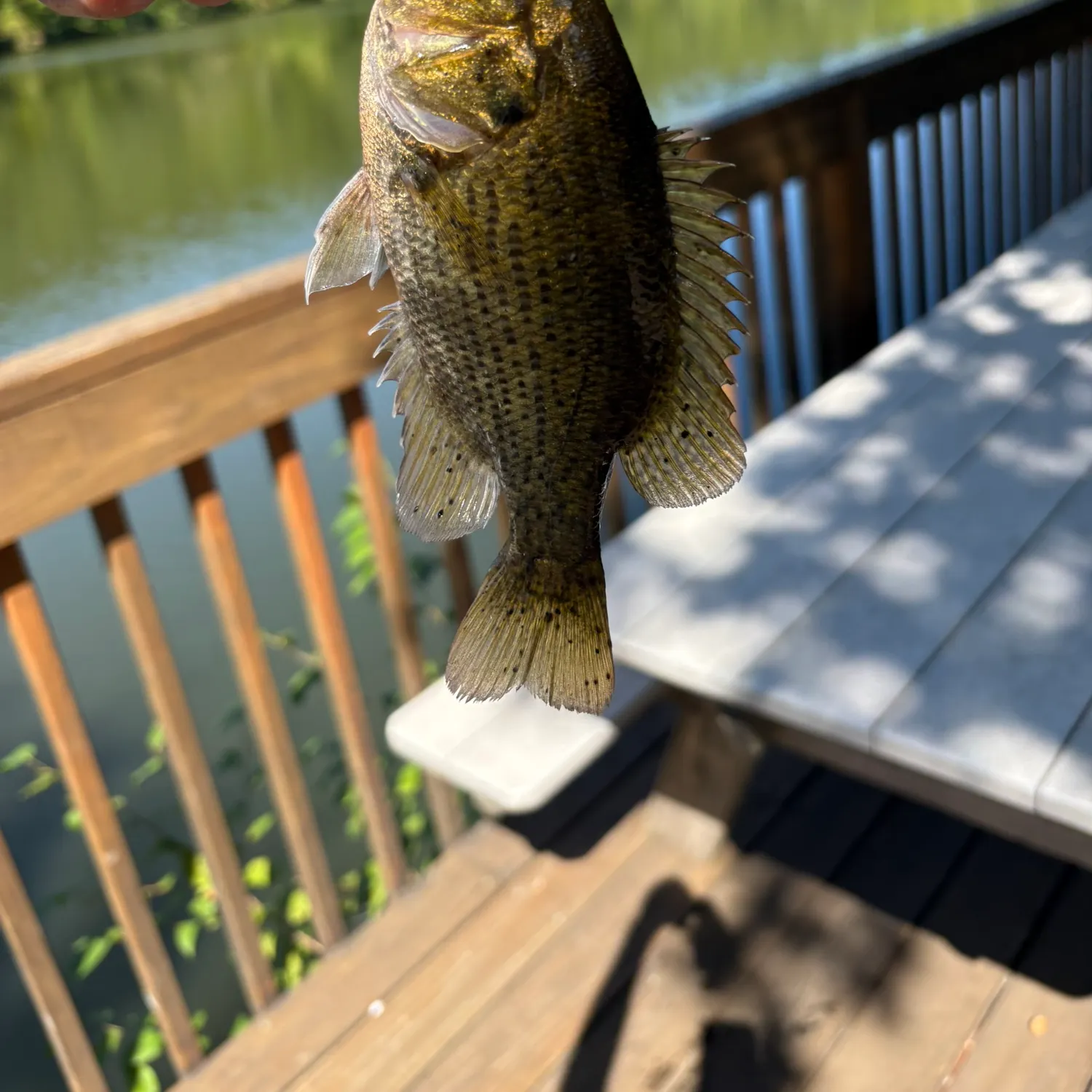Rock bass caught on Fishbrain