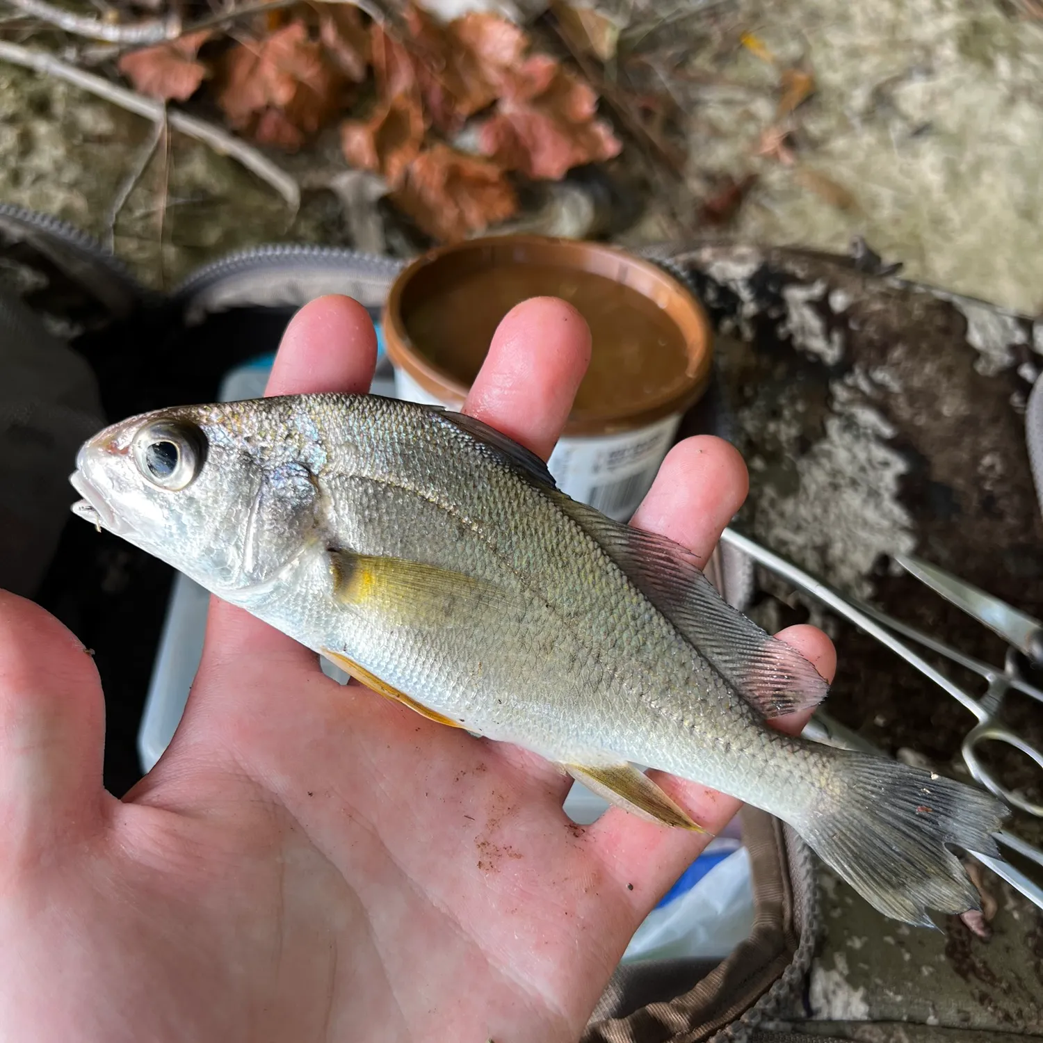Freshwater drum caught on Fishbrain