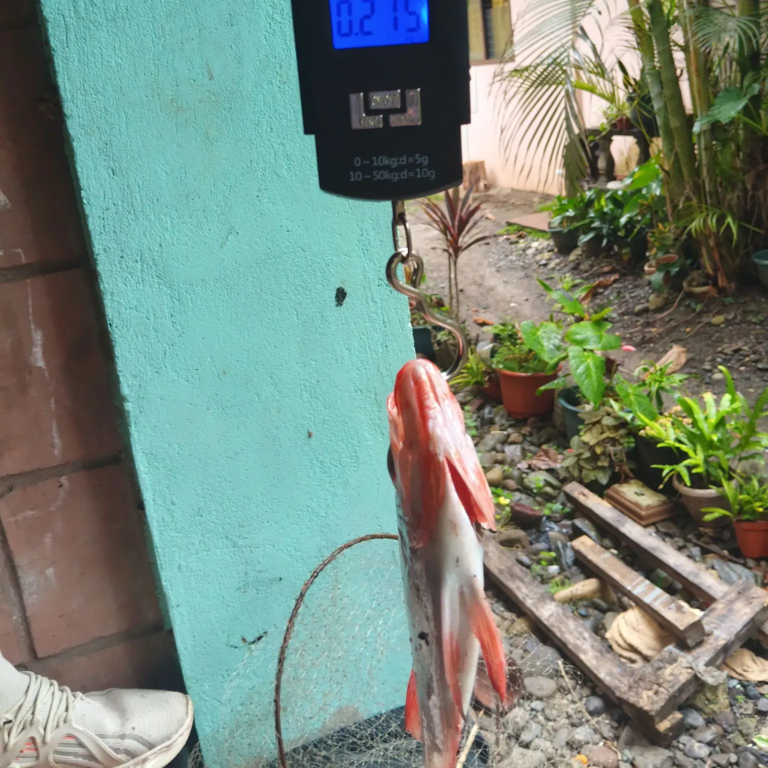 The most recent Red bigeye catches on Fishbrain