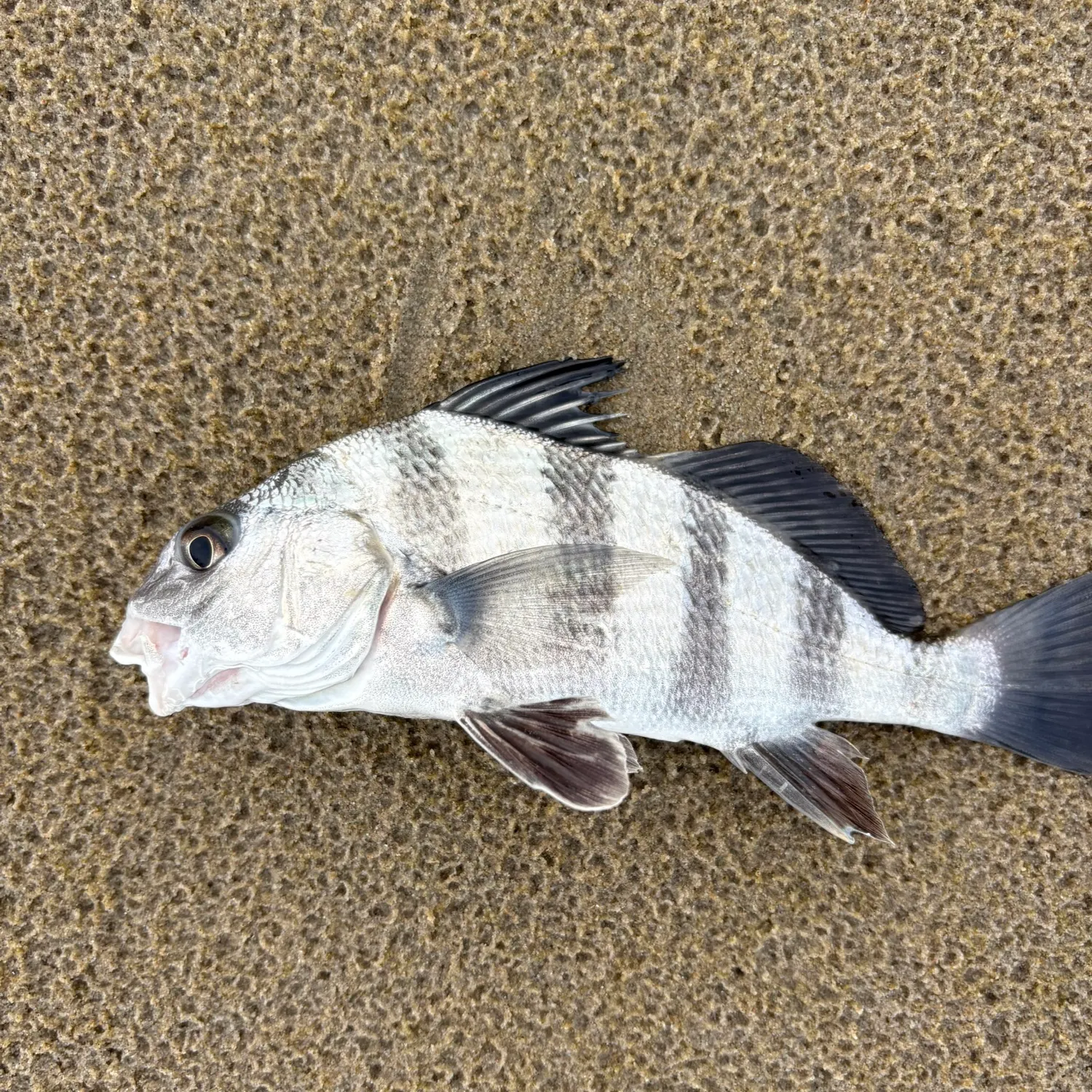 Black drum caught on Fishbrain