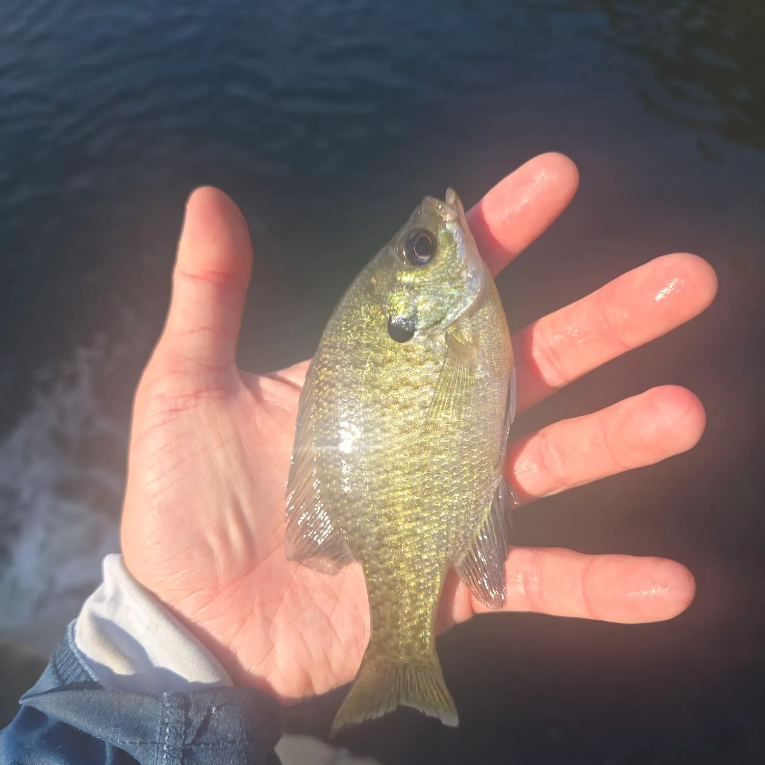 Bluegill caught on Fishbrain