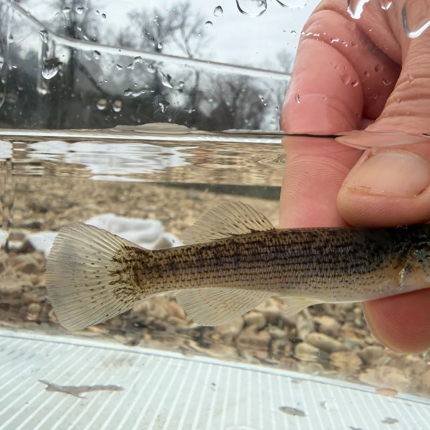 The most recent Disjunct studfish catches on Fishbrain