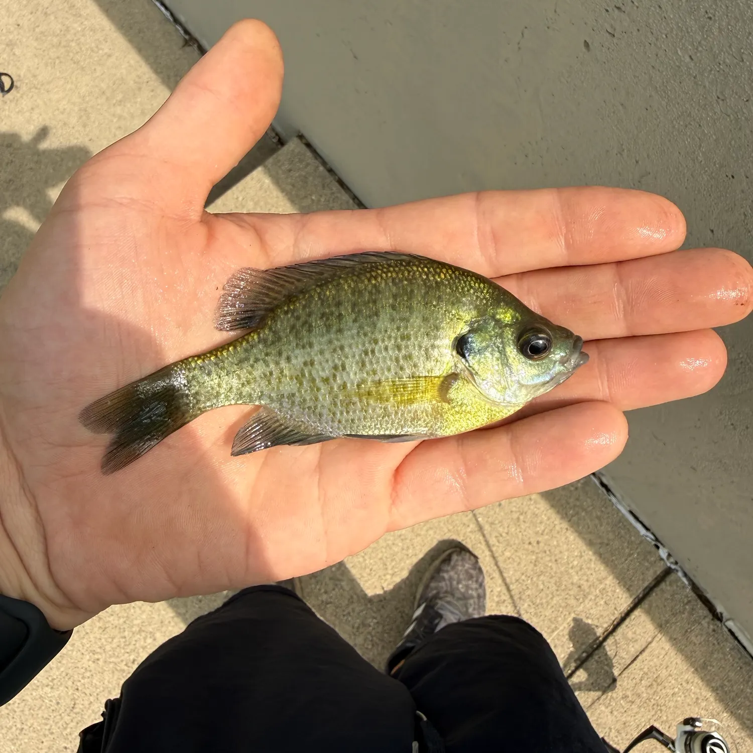 Bluegill caught on Fishbrain