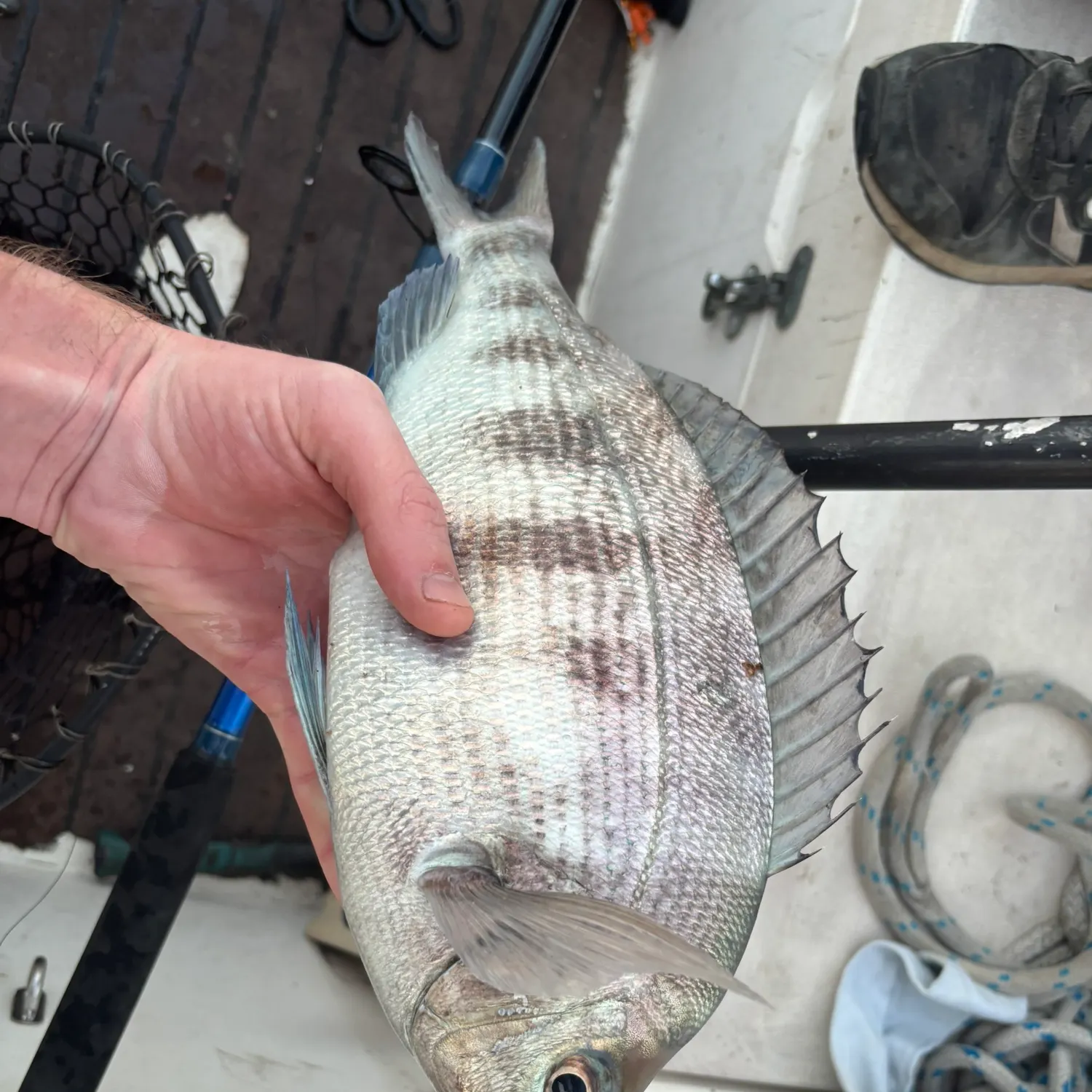 The most recent Black seabream catches on Fishbrain