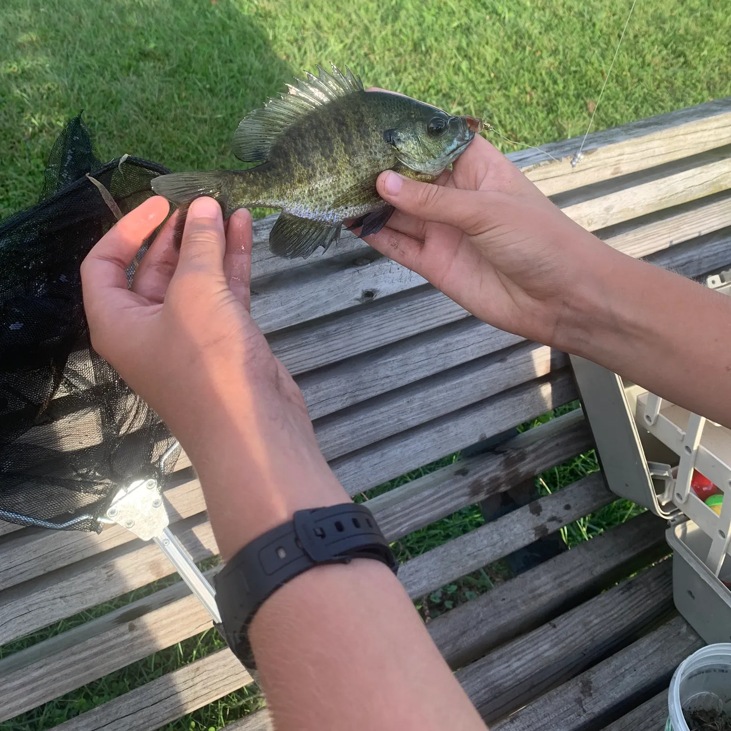 Bluegill caught on Fishbrain