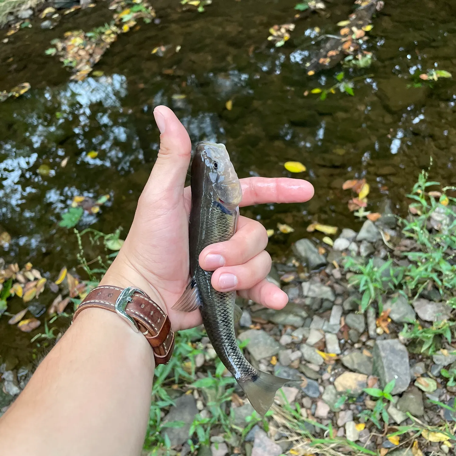 Creek chub caught on Fishbrain