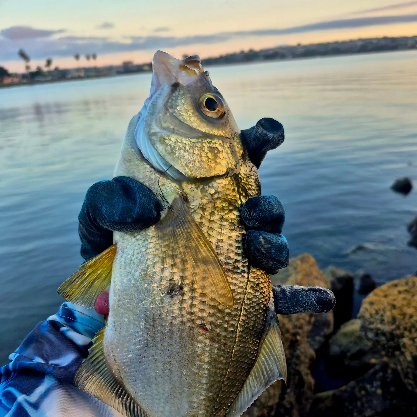 The most recent Pile perch catches on Fishbrain