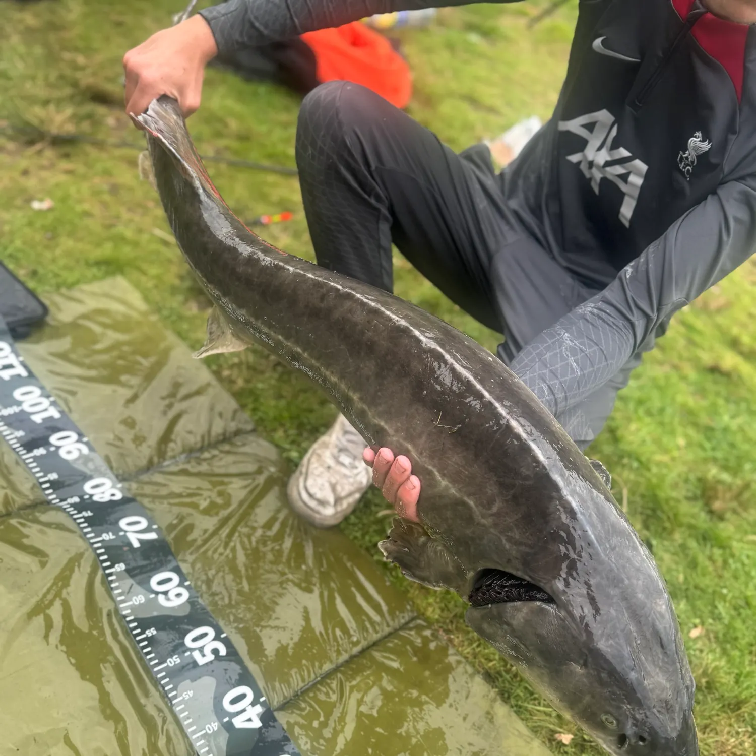 Siberian sturgeon caught on Fishbrain