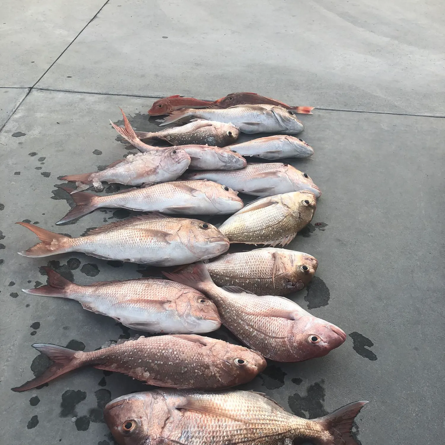 recently logged catches