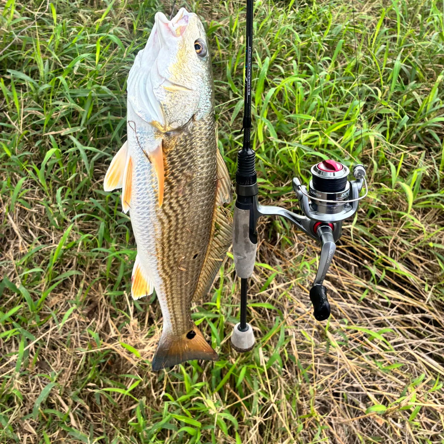 The most recent Red drum catches on Fishbrain