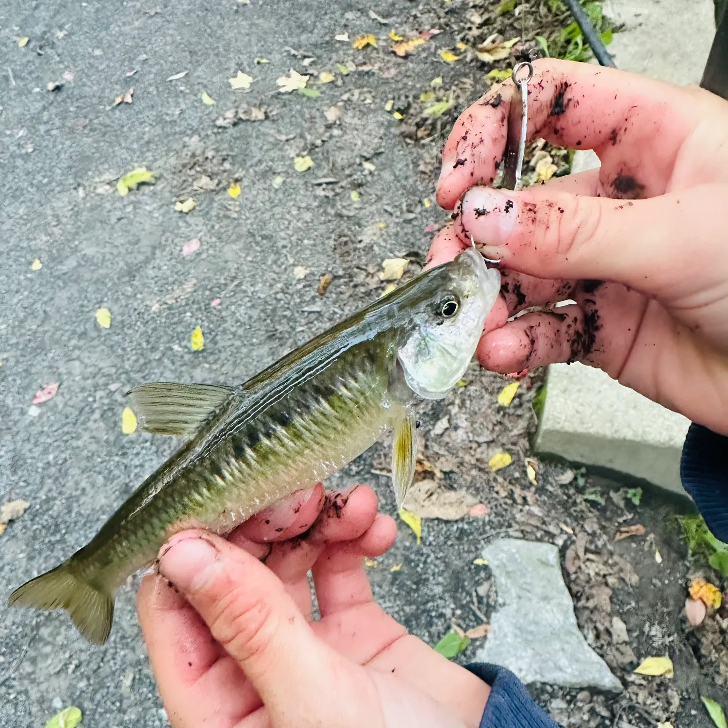 The most recent Common shiner catches on Fishbrain