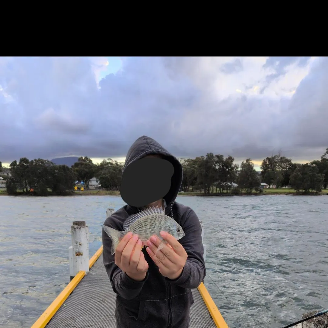 Surf bream caught on Fishbrain