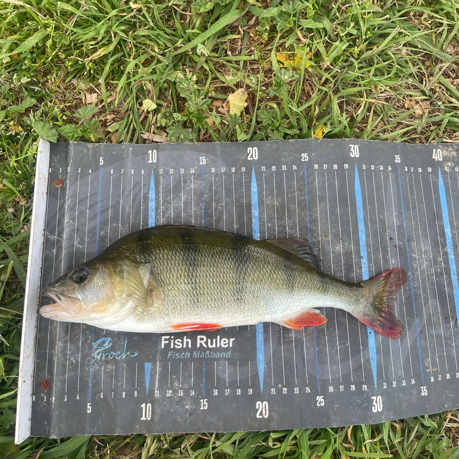 European perch caught on Fishbrain