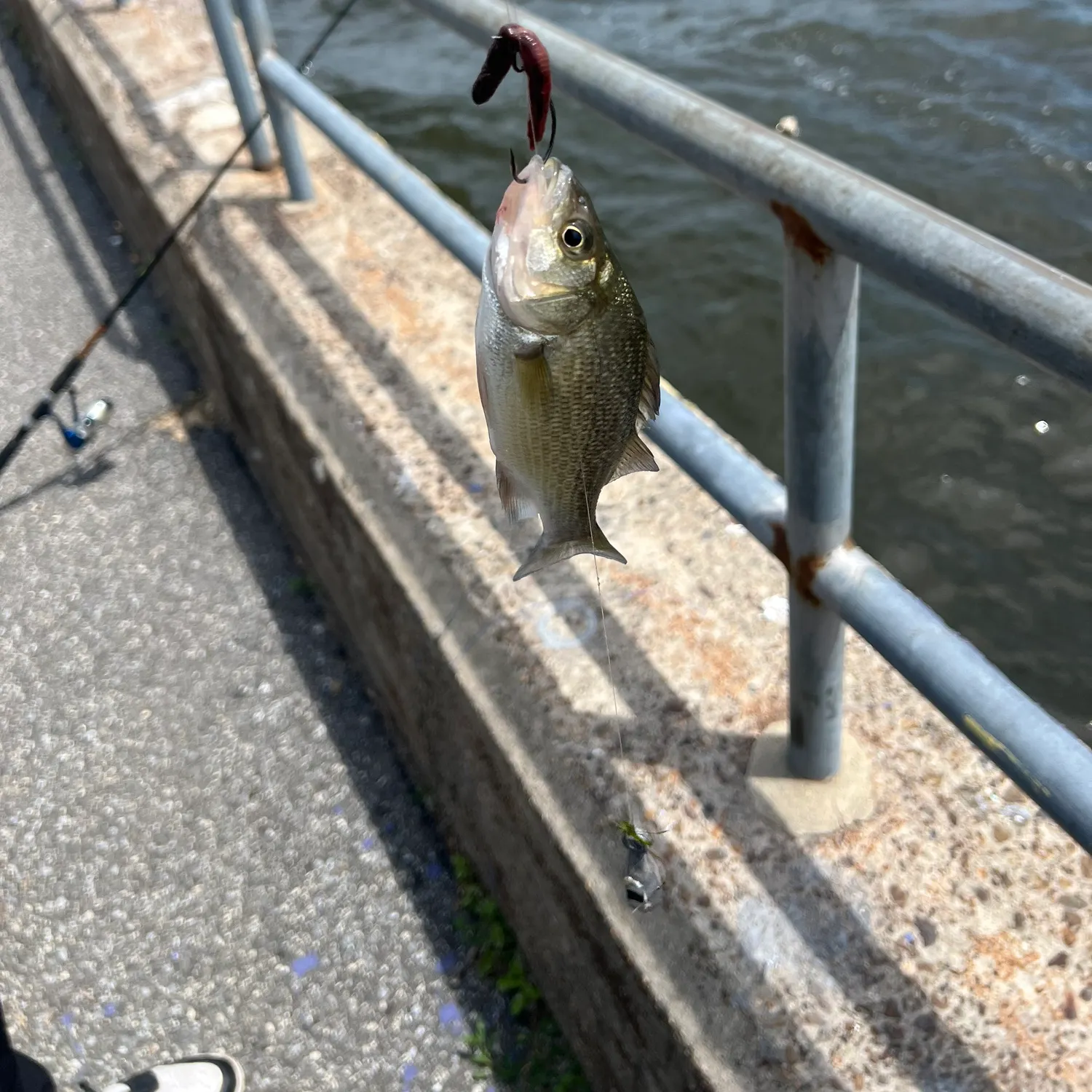 The most recent White perch catches on Fishbrain