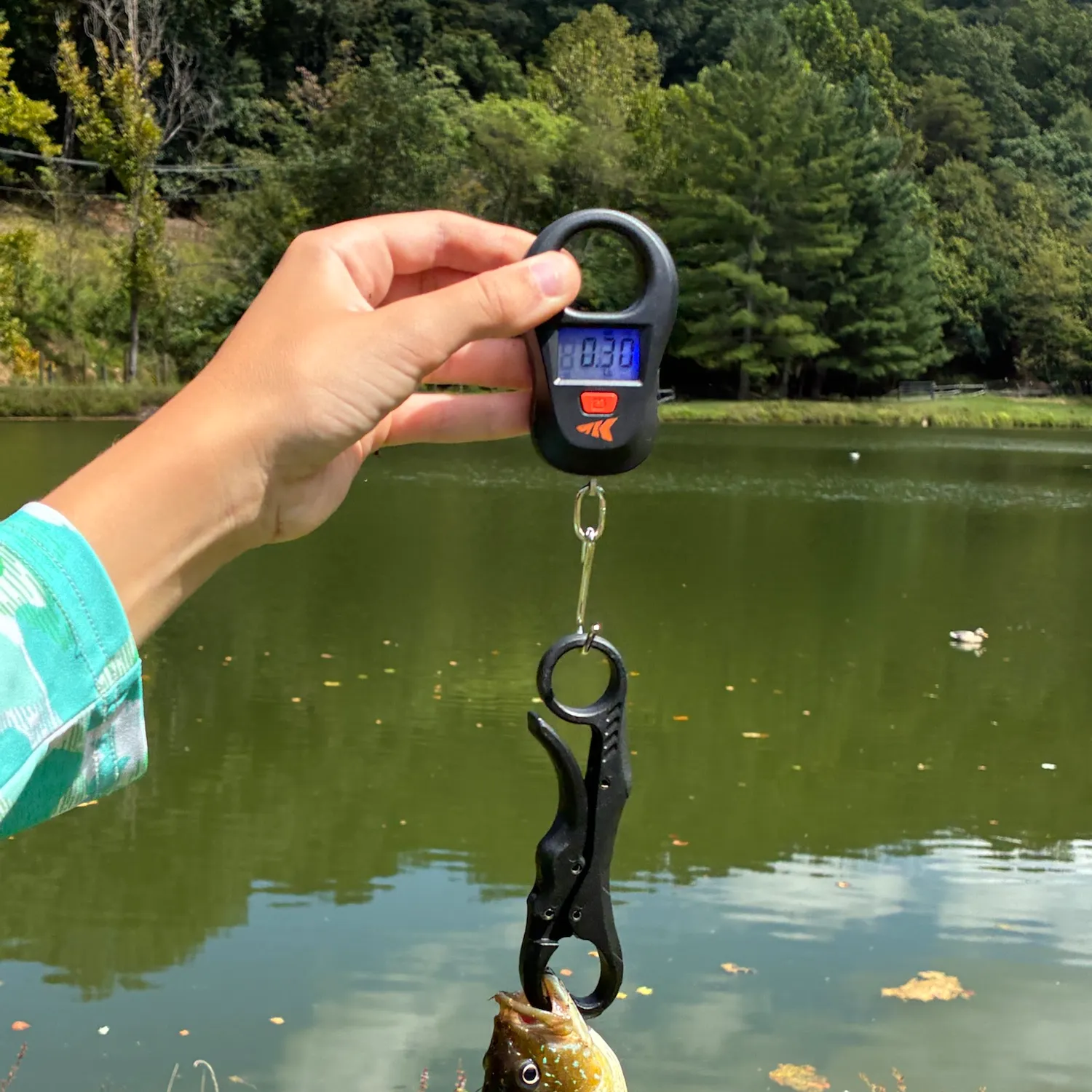 Green sunfish caught on Fishbrain