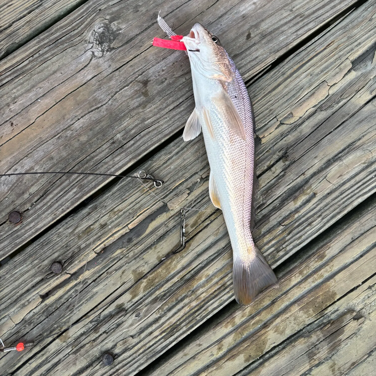 Gulf kingcroaker caught on Fishbrain