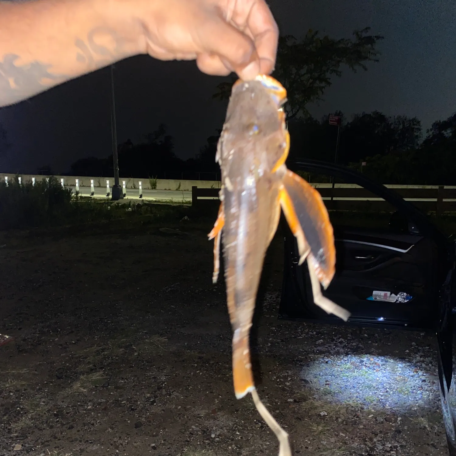Striped searobin caught on Fishbrain