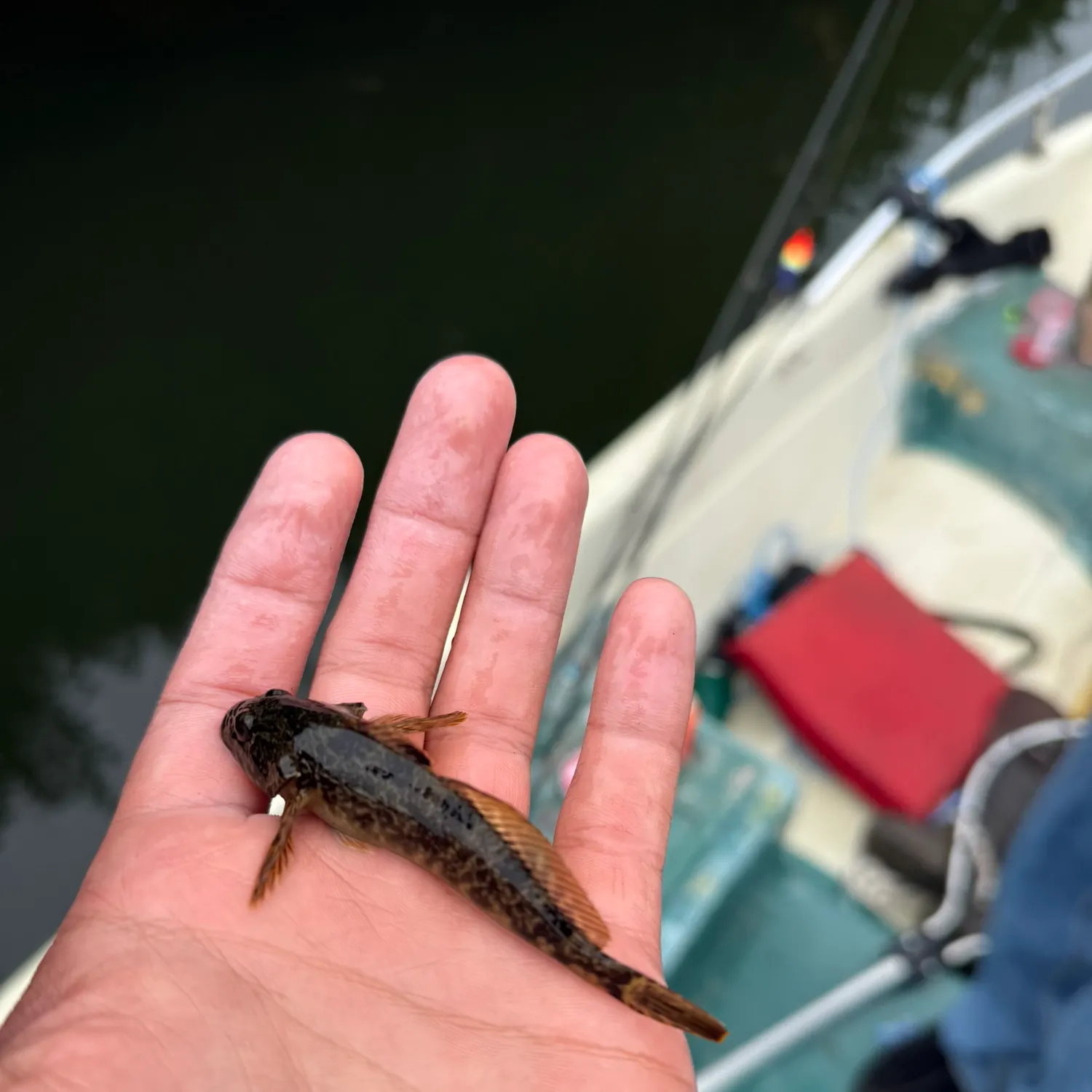 The most recent Prickly sculpin catches on Fishbrain