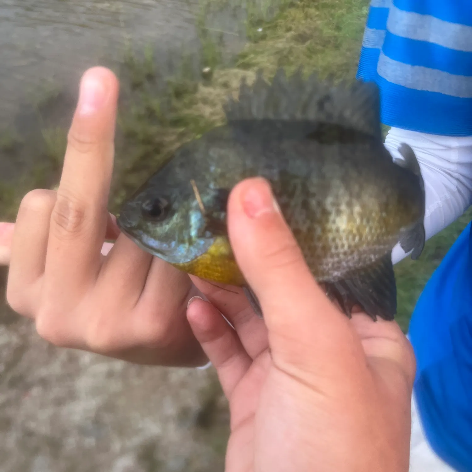 Bluegill caught on Fishbrain
