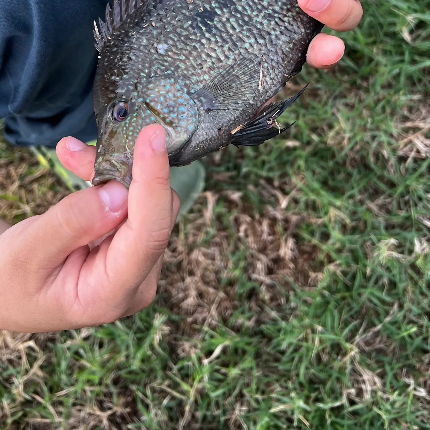 Rio Grande cichlid caught on Fishbrain