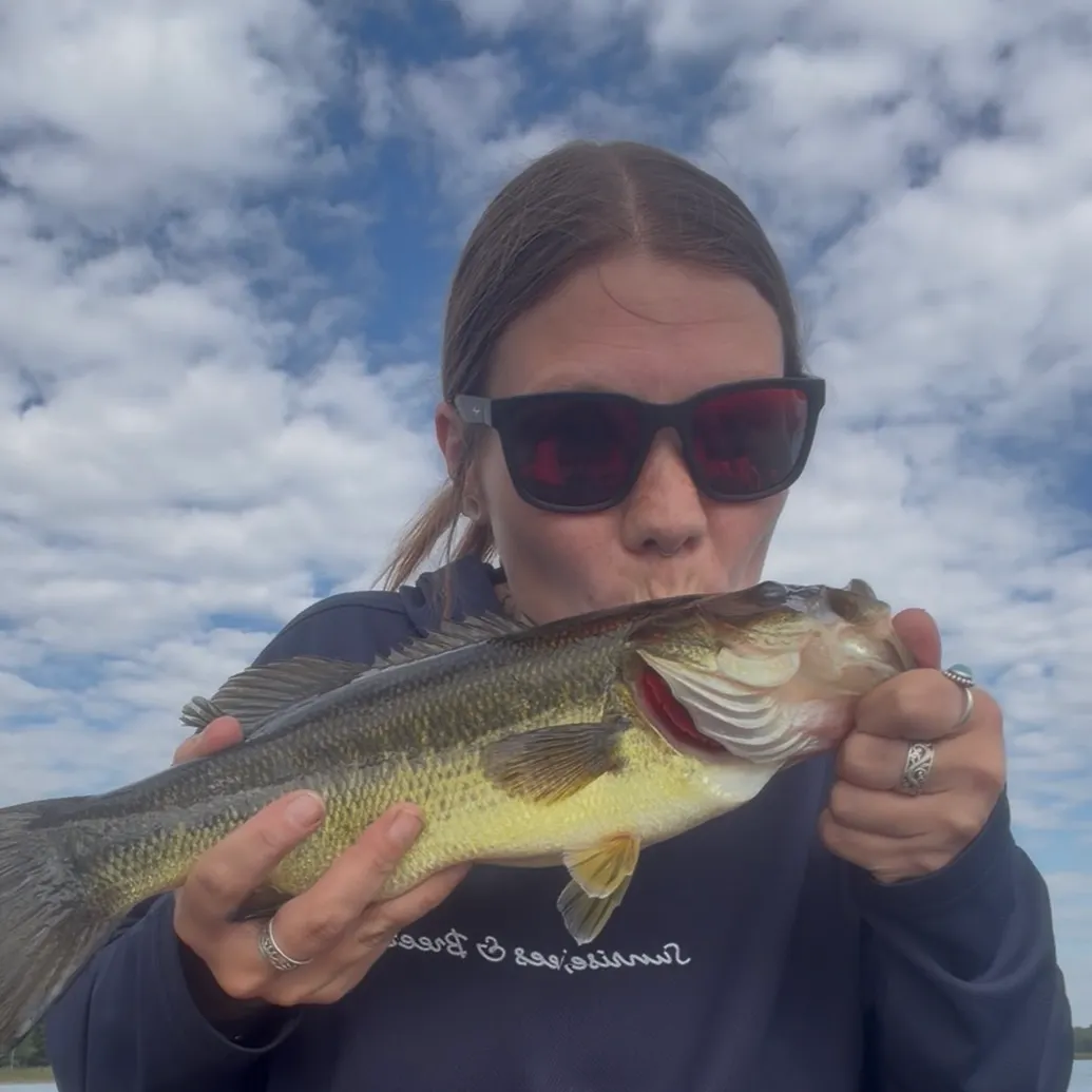 Largemouth bass caught on Fishbrain