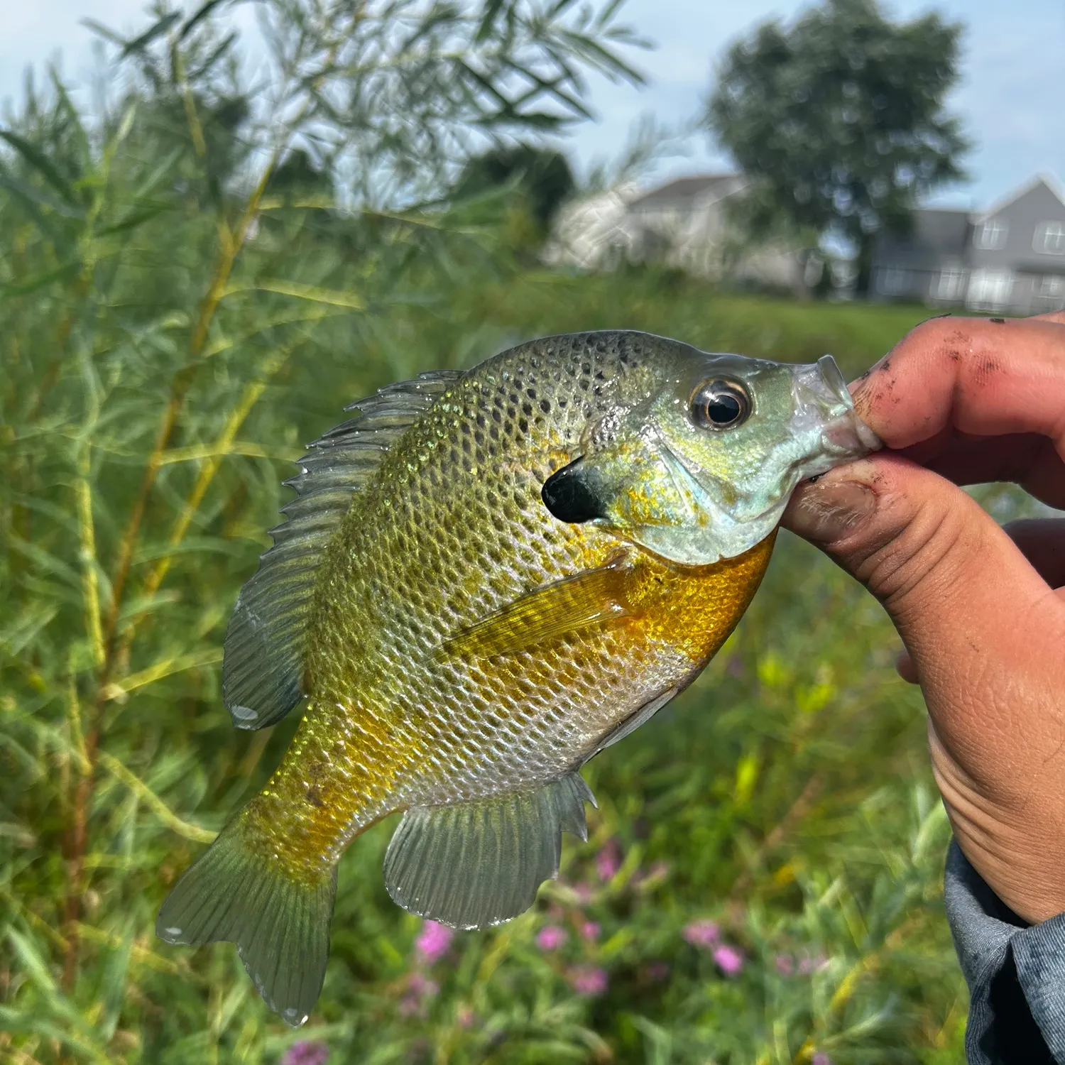 Bluegill caught on Fishbrain