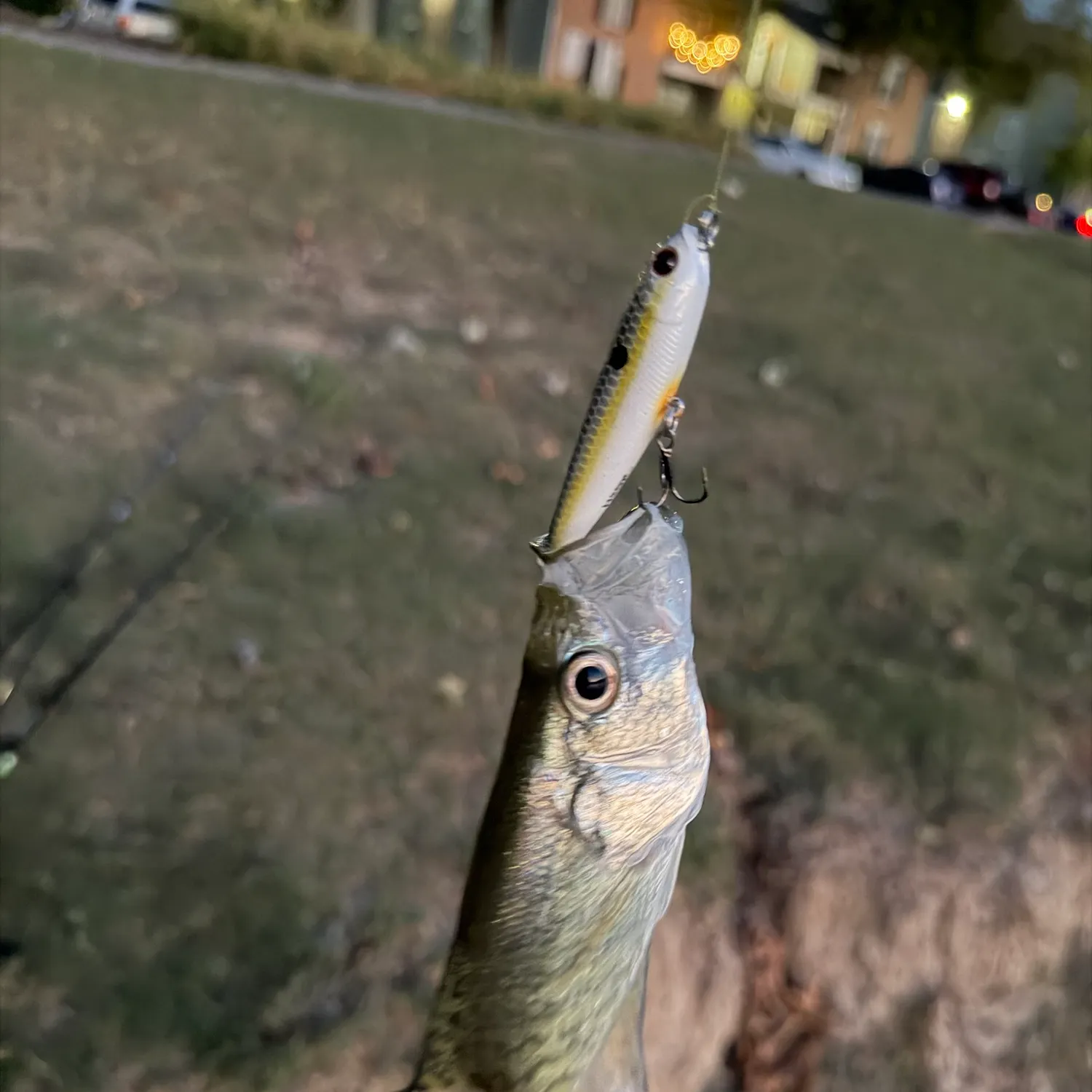 White crappie caught on Fishbrain