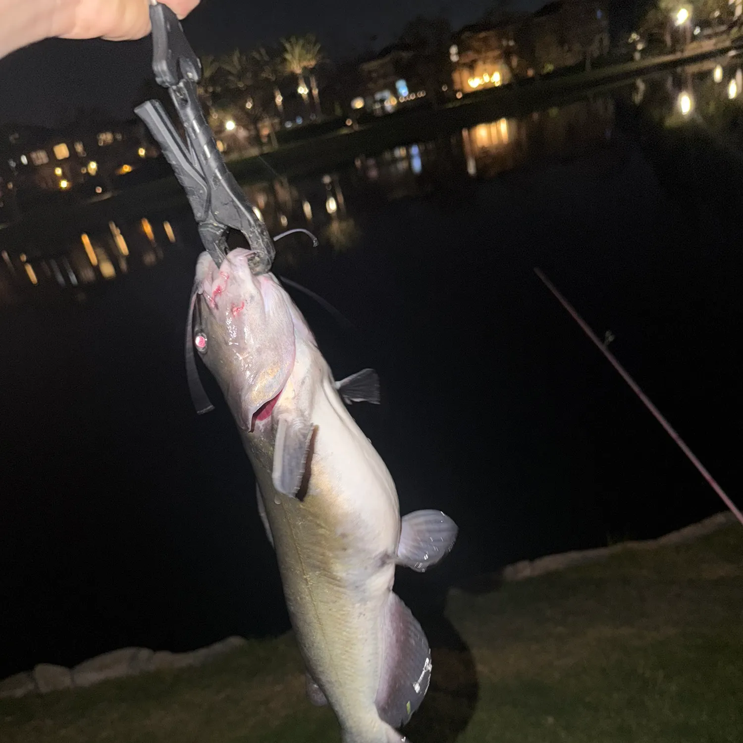 Channel catfish caught on Fishbrain