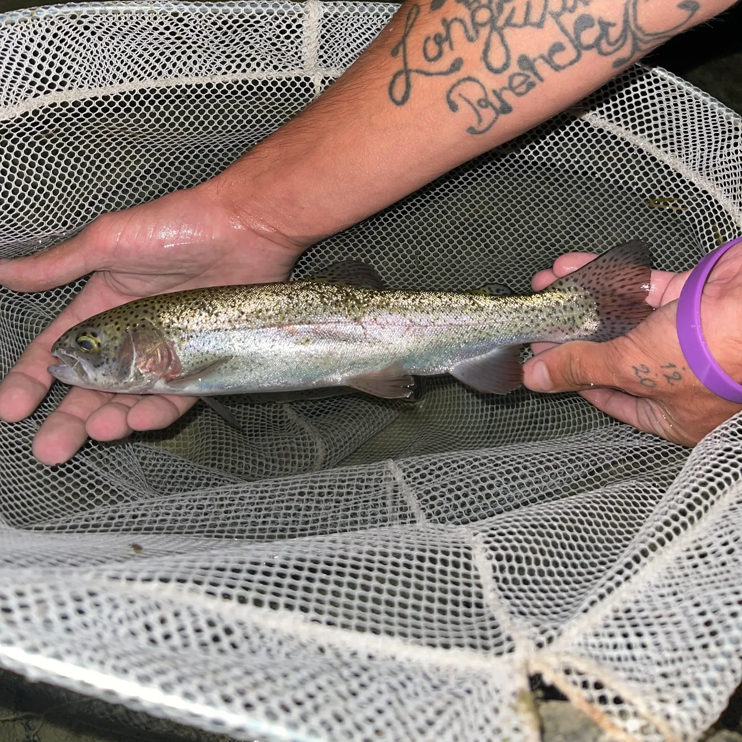 Rainbow trout caught on Fishbrain