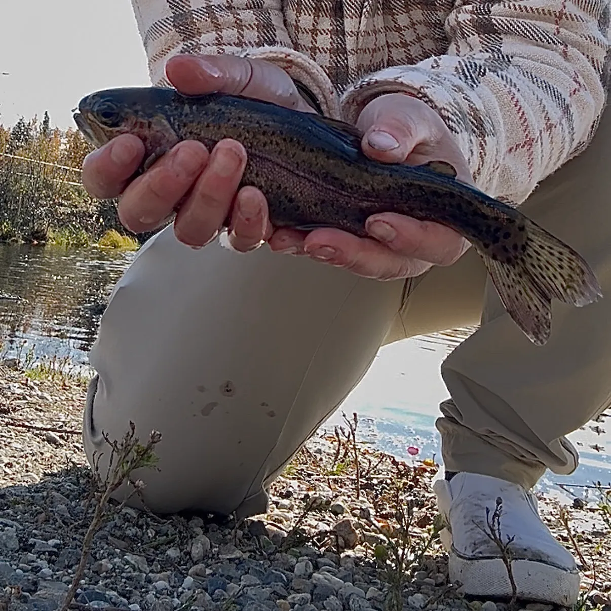 Rainbow trout caught on Fishbrain