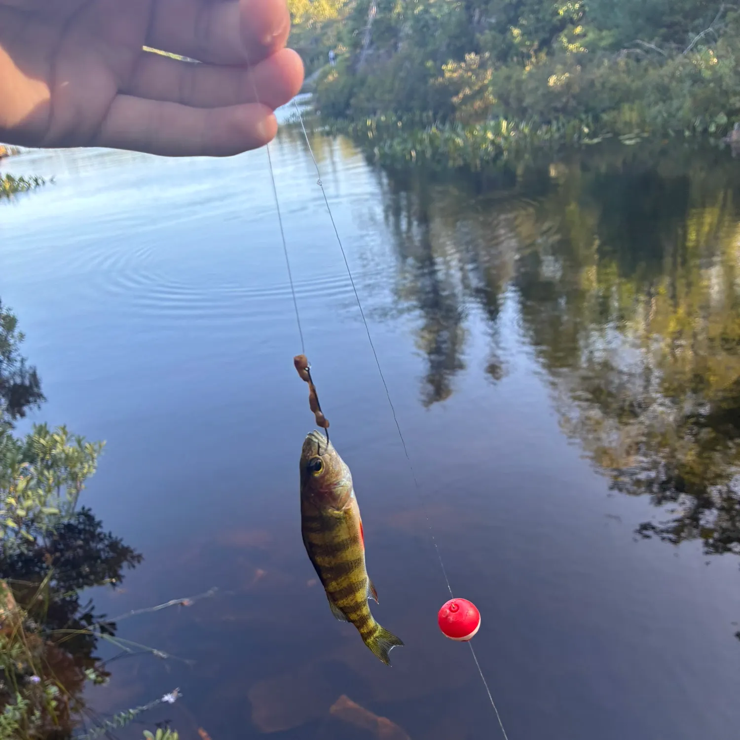 Yellow perch caught on Fishbrain