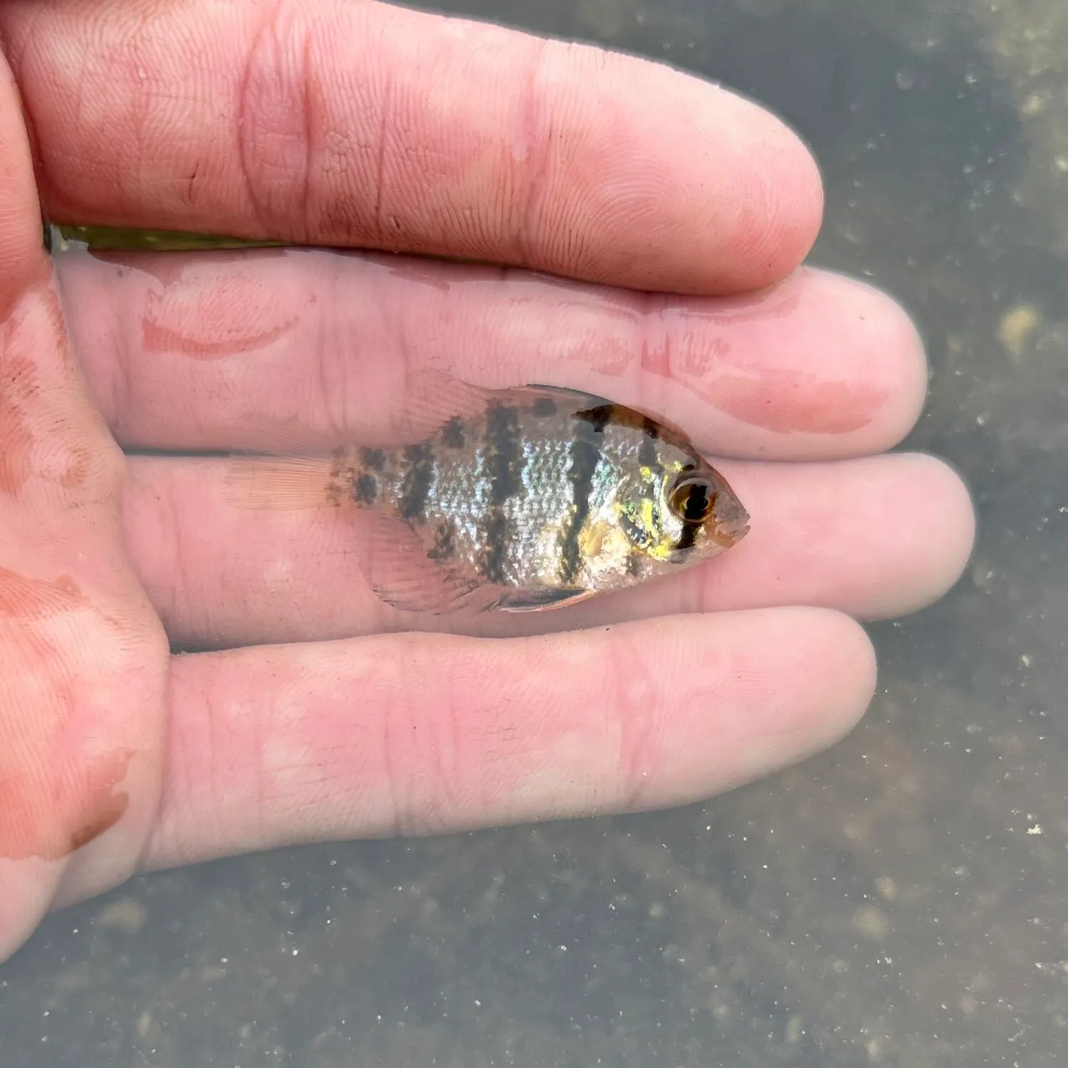 The most recent Blackbanded sunfish catches on Fishbrain